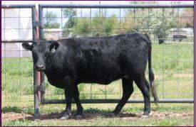 Ida-J-Mar Neela #025013 (Click for Larger Image)