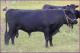 Oak Tree Acres Devlin #12922 (Click for Larger Image)
