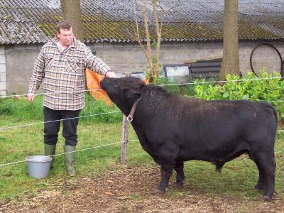 Apple Pompey #EM5507 (Click for Larger Image)