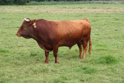 De Lindehof Red Magic #NM332976590 (Click for Larger Image)