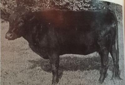 Woodmagic Pheasant #EF8755 (Click for Larger Image)