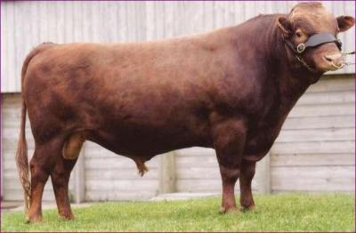 Brambledel Redberry Prince #200343 (Click for Larger Image)