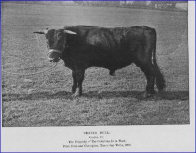 Buckhurst Omega #IM401 (Click for Larger Image)