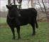 SJ Abigail #L00004TH-00HH (Click for Larger Image)