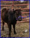 Gladhour Cyutannette O'Rach #LP00040HP-15PP (Click for Larger Image)