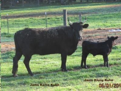 Jams Kallie Kuhn #L00105TH-06HH (Click for Larger Image)