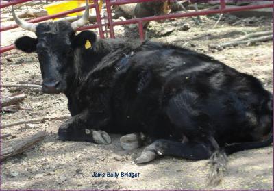 Jams Ballybridget #L00310TH-08HH (Click for Larger Image)