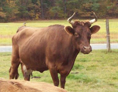 Recordridge Bull Bull #L00438TH-01HH (Click for Larger Image)