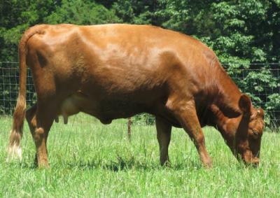 Aspen's Irish Rose #LA00730HP-14HH (Click for Larger Image)