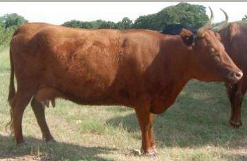 Belardos Rainbow Lady #L00833TH-02HH (Click for Larger Image)