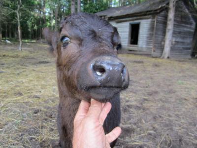 Legacy Rua Doches of Paradise #L01120LH-12HH (Click for Larger Image)