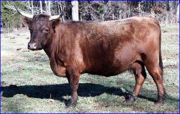 Tootsie Roll of Sussex #L01360TH-98HH (Click for Larger Image)