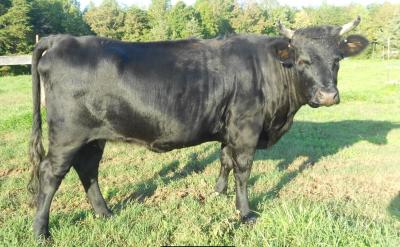 OTF'S Covergirl #L01750HP-13HH (Click for Larger Image)