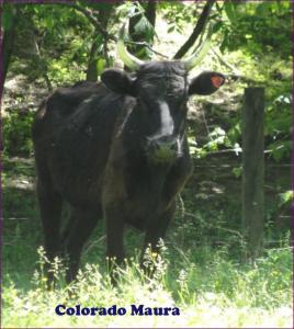 Colorado Maura #L01798LH-05HH (Click for Larger Image)
