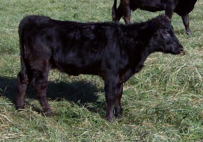 Legacy Mendenhall Grace #L02079LH-15HH (Click for Larger Image)
