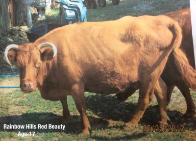Rainbow Hills Red Beauty #L02542MH-95HH (Click for Larger Image)