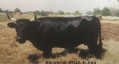 Rainbow Hills Alana #L02546TH-97HH (Click for Larger Image)