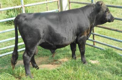 OTF's Cavalier #L22348HP-14HH (Click for Larger Image)