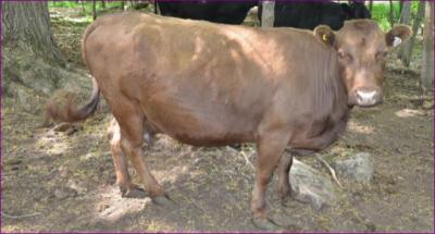 Braco Second Chance #LF79402TH-13HH (Click for Larger Image)
