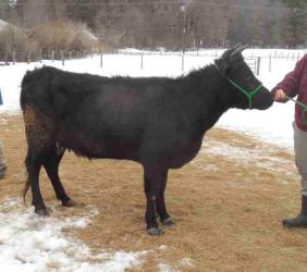 (click picture for more info)