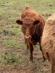 2.5 y/o polled red cow