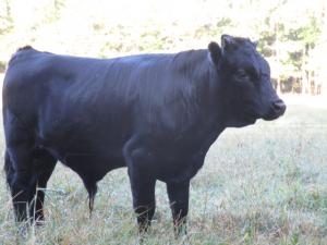 Riverview's Dilworth (Dilly) (click picture for more info)