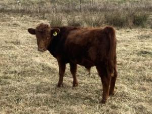 Red A2-A2, homo polled bull calf. 